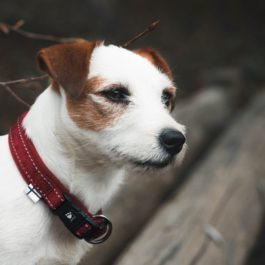 Hurtta Casual Collar