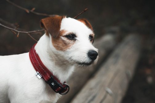 Casual Collar on dog NZ