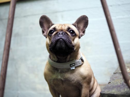 Casual Half-choke collar on dog