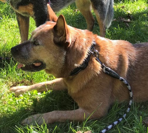 Casual Rope Leash ash raven Dogs Outside NZ