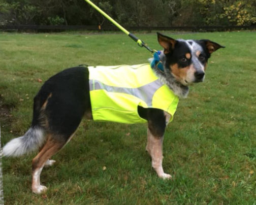 Polar Vest yellow on Punch NZ