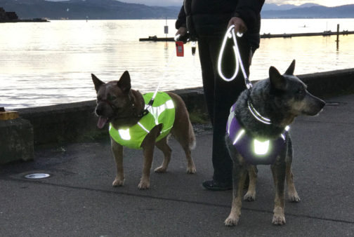 Polar Vests reflecting Wellington NZ