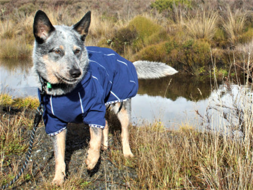 Blueberry Jacket NZ