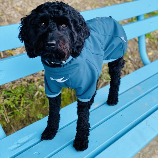 Chillstopper jacket on dog NZ