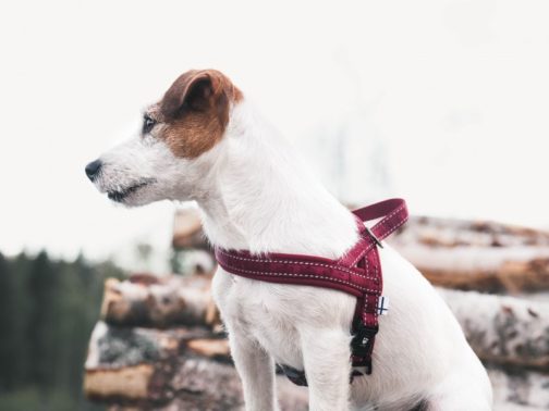 Casual Harness on dog NZ