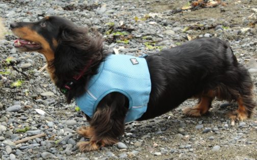 Cooling Vest on dachshund NZ