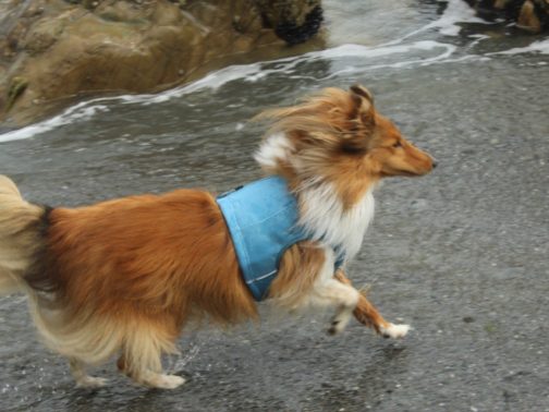 Cooling Vest on Dog NZ