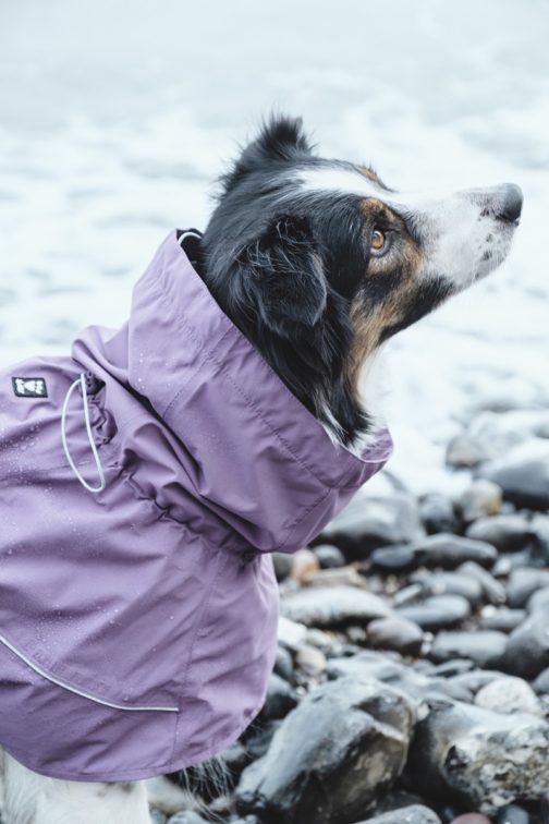 Drizzle Coat on dog NZ