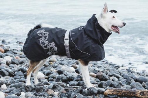 Drizzle Coat raven on dog NZ