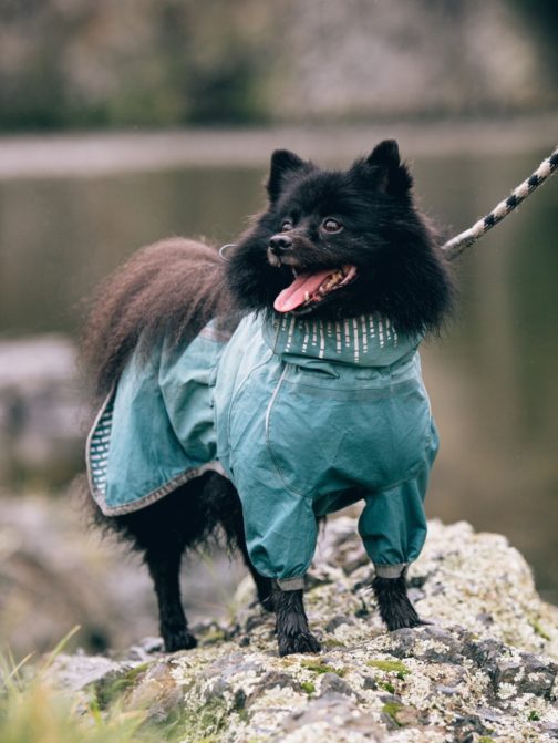 Hurtta Rain Blocker stream on dog NZ