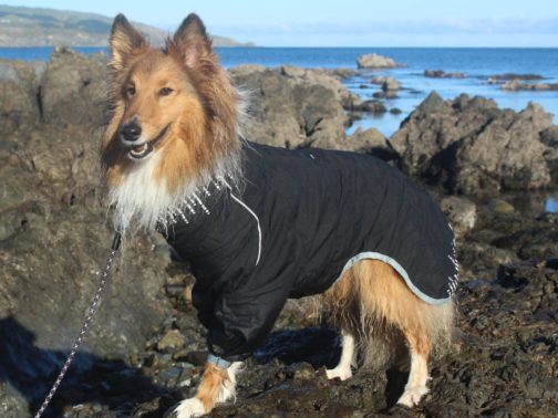 Hurtta Rainblocker on dog NZ