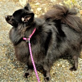 Hurtta Retriever Rope Leash