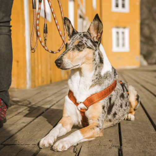 Casual Y-Harness on dog front NZ