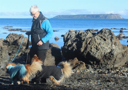 Hurtta Trainer's Vest on with dogs NZ