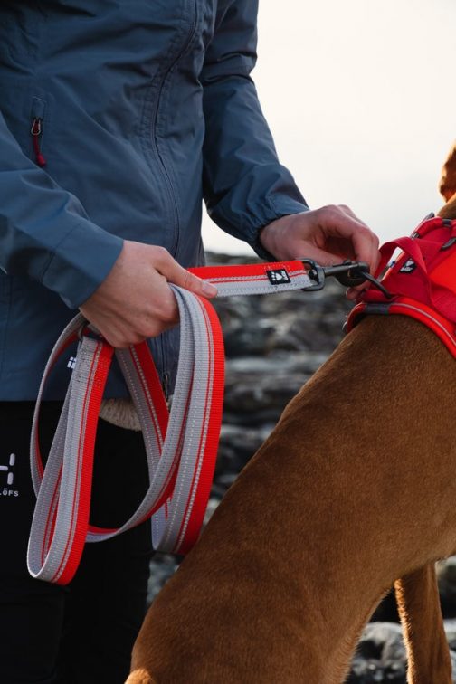 Weekend warrior leash eco rosehip on dog NZ