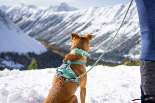 Weekend Warrior rope leash on dog NZ