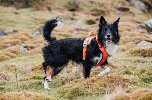 Weekend Warrior Harness on dog NZ