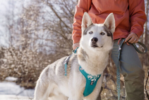 Weekend Warrior Harness peacock on dog NZ