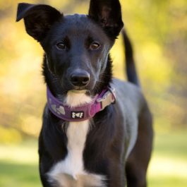 Hurtta Weekend Warrior Collar