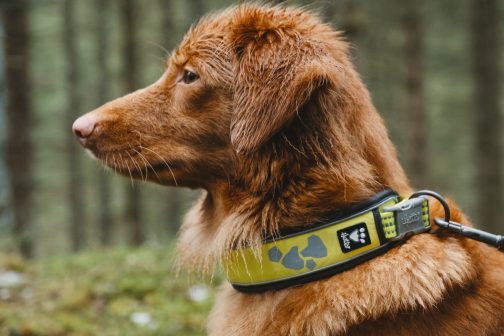 Hurtta Weekend Warrior Collar neon lemon on dog NZ