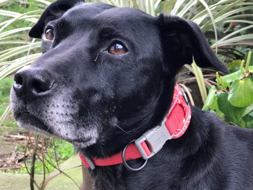 Weekend Warrior Collar coral camo NZ