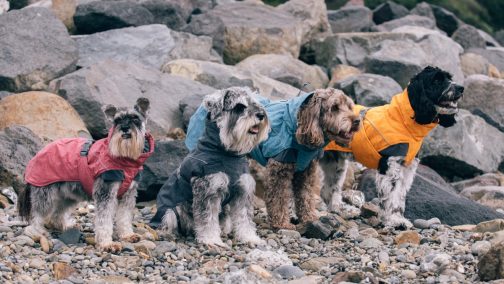 Hurtta Expedition Parka on four dogs NZ