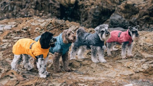 Hurtta Expedition Parka on four dogs 2 NZ