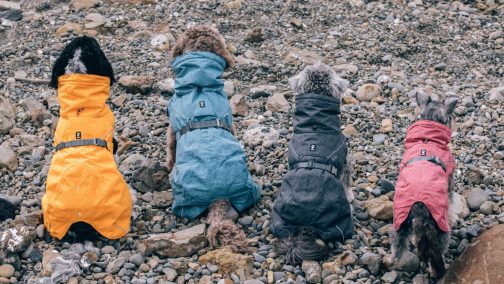 Hurtta Expedition Parka on four dogs back NZ