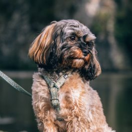 Hurtta Razzle Dazzle Standard Leash