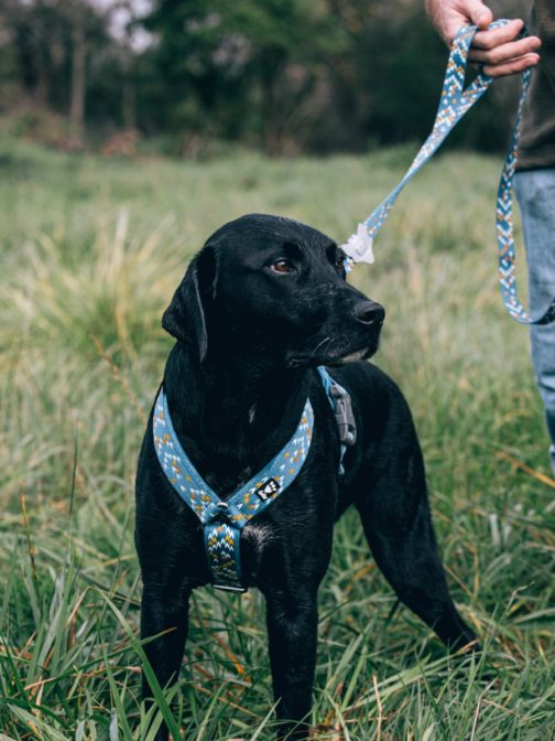 Hurtta Razzle Dazzle Y-Harness bilberry on dog NZ