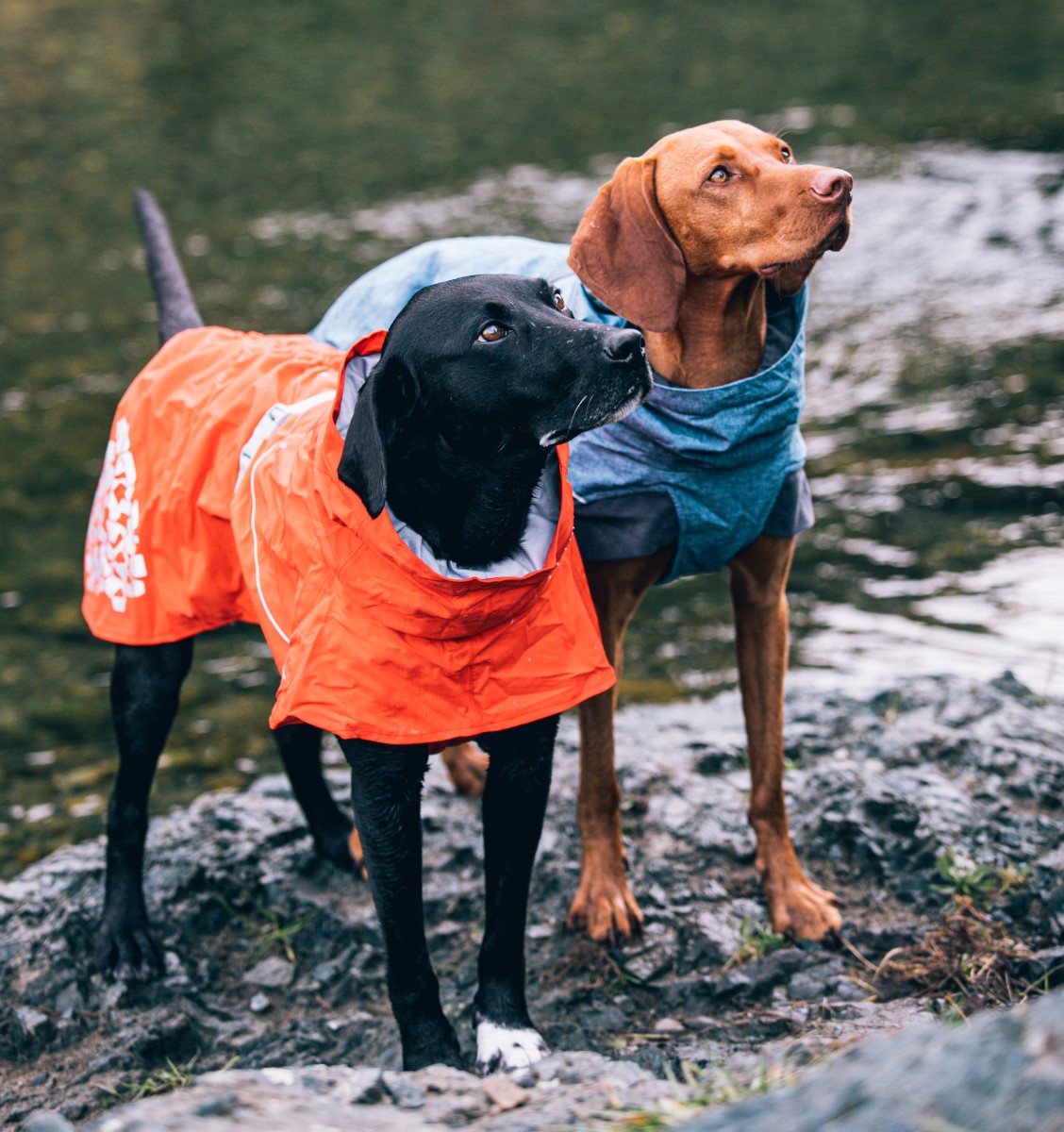 Houndtex best sale dog coats