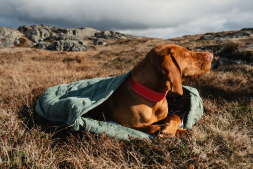 Hurtta Outback Dreamer with dog in NZ