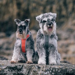 Hurtta Venture No-Pull Harness