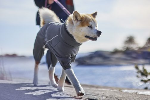 Hurtta Midlayer Overall on dog NZ