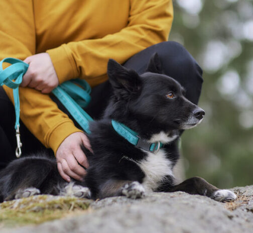 Hurtta Casual Collar ECO peacock on dog NZ