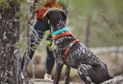 Hurtta Casual Y-Harness ECO on dog NZ