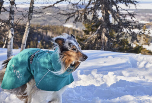 Hurtta Monsoon Coat II ECO dog in snow NZ